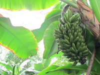 ������Ԣ�ǃ�(n��i)���㽶��